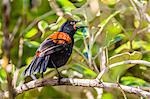 Adult South Island saddleback (Philisturnus carunculatus carunculatus), Ulva Island, off Stewart Island, South Island, New Zealand, Pacific