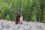 Bull elk (Cervus canadensis) along the Madison River, Yellowstone National Park, UNESCO World Heritage Site, Wyoming, United States of America, North America