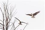 Osprey (Pandion haliaetus) along the Madison River, Yellowstone National Park, Wyoming, United States of America, North America