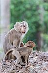 Young long-tailed macaque (Macaca fascicularis) near its mother in Angkor Thom, Siem Reap, Cambodia, Indochina, Southeast Asia, Asia