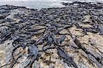 Adult Galapagos marine iguanas (Amblyrhynchus cristatus) basking on Fernandina Island, Galapagos Islands, UNESCO World Heritage Site, Ecuador, South America r