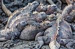 Galapagos marine iguana (Amblyrhynchus cristatus) basking in Puerto Egas, Santiago Island, Galapagos Islands, Ecuador, South America