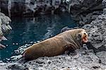 Galapagos fur seal (Arctocephalus galapagoensis) hauled out at Puerto Egas, Santiago Island, Galapagos Islands, Ecuador, South America