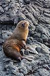 Galapagos fur seal (Arctocephalus galapagoensis) hauled out at Puerto Egas, Santiago Island, Galapagos Islands, Ecuador, South America