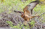 Immature Galapagos hawk (Buteo galapagoensis) in Urbina Bay, Isabela Island, Galapagos Islands, Ecuador, South America