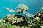 Adult green sea turtle (Chelonia mydas) underwater near Rabida Island, Galapagos Islands, Ecuador, South America