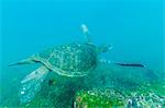 Adult green sea turtle (Chelonia mydas) underwater near Isabela Island, Galapagos Islands, Ecuador, South America