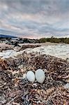 Flightless cormorant nest (Phalacrocorax harrisi), Fernandina Island, Galapagos Islands, UNESCO World Heritage Site, Ecuador, South America