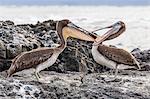 Immature brown pelicans (Pelecanus occidentalis) inspecting each others bills at Puerto Egas, Santiago Island, Galapagos Islands, Ecuador, South America