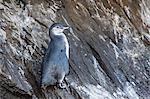 Immature Galapagos penguin (Spheniscus mendiculus) at Tagus Cove, Isabela Island, Galapagos Islands, Ecuador, South America