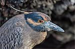 Adult yellow-crowned night heron (Nyctanassa violacea), Puerto Egas, Santiago Island, Galapagos Islands, Ecuador, South America