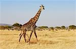 Adult giraffe, Grumeti, Tanzania