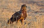 Tawny Eagle, Grumeti, Tanzania