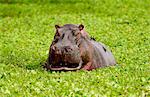 Hippopotamus among river cabbage, Grumeti, Tanzania