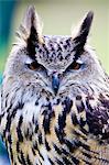 European Eagle Owl, Charlton Park, Wiltshire, England, United Kingdom