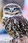 British Little Owl, Charlton Park, Wiltshire, England, United Kingdom