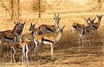 Thomsons Gazelles, Grumeti, Tanzania