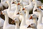 Geese farm, Oxfordshire, United Kingdom. Free-range birds may be at risk if Avian Flu (Bird Flu Virus) spreads