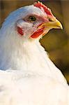 Free-range chicken of breed  Isa 257 roams freely at Sheepdrove Organic Farm , Lambourn, England