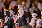 Free-range Norfolk bronze turkeys return to their barn after  roaming at Sheepdrove Organic Farm , Lambourn, England