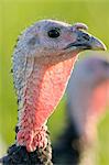 Free-range Norfolk bronze turkey at Sheepdrove Organic Farm , Lambourn, England