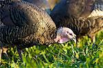 Free-range Norfolk bronze turkeys roam freely at Sheepdrove Organic Farm , Lambourn, England