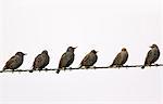 Migratory Starlings on telephone wires at Thames Estuary. Avian Flu (Bird Flu) could be brought to Britain from Europe by migrating birds.