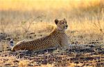 Cheetah, Grumeti, Tanzania, East Africa