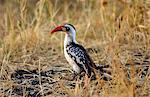 Red-billed Hornbill, Grumet, Tanzania, East Africa