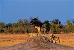 A packof three cheetahs using an old termite mound to watch for approaching prey in Moremi National Park, Botswana