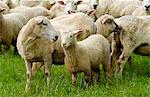 Flock of sheep on a farm  near Waiuku on North Island  in New Zealand