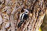 Great Spotted Woodpecker makes nesting hole in Poplar tree , Hampstead, London, United Kingdom