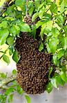 Honey bees swarming in a plum tree in the Cotswolds, UK