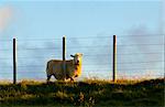 Sheep behind fencing on a farm in North Island, New Zealand