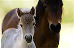 Shetland pony and foal , North Island, New Zealand