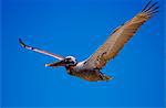 Brown Pelican bird in flight in clear blue sky, Galapagos Islands, Ecuador