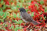 Darwin Finch bird, Santa Cruz, the Galapagos Islands, Ecuador