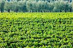 Vines and olive grove of traditional olive trees near Montalcino in Val D'Orcia, Tuscany, Italy