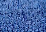 Snow covered pine trees on Gotchsna Mountain, Klosters, Switzerland