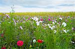 Wildflower border by maize crop in a field in rural Normandy, France