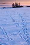 Animal tracks across the field in traditional snow scene in The Cotswolds, Swinbrook, Oxfordshire, United Kingdom