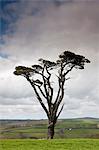 Lone Scots Pine on Bodmin Moor, Cornwall, England, UK