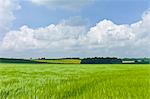 Barley crop in landscape at Asthall, The Cotswolds, Oxfordshire, UK