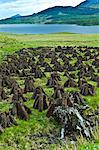 Stacks of turf, in a process called footing, drying on peat bog, by Lough Inagh, Connemara, County Galway, Ireland