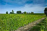 Merlot grapes ripe for harvest at Chateau Fontcaille Bellevue, in Bordeaux region of France