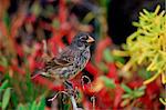 Darwin Finch bird perched on branch, Santa Cruz, the Galapagos Islands, Ecuador