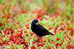 DarwinFinch bird, Santa Cruz,  the Galapagos Islands, Ecuador