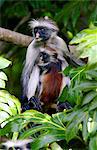 Zanzibar Red Colobus monkey with young, one of Africa's rarest primates