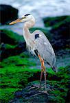 Great Blue Heron on Santa Cruz, Galapagos Islands, Ecuador