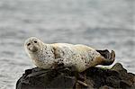 Harbor seal (common seal) (Phoca vitulina), Iceland, Polar Regions